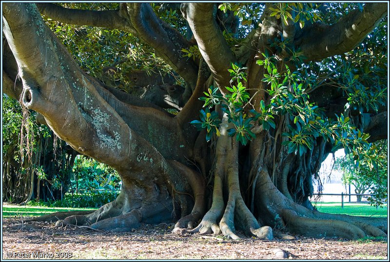 WV8X6972.jpg - Old Fique Tree, Botanical Gardens, Australia